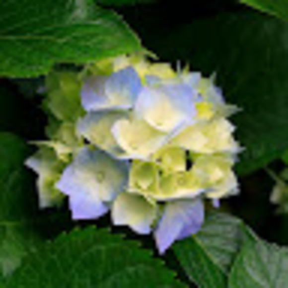 carlanorris12